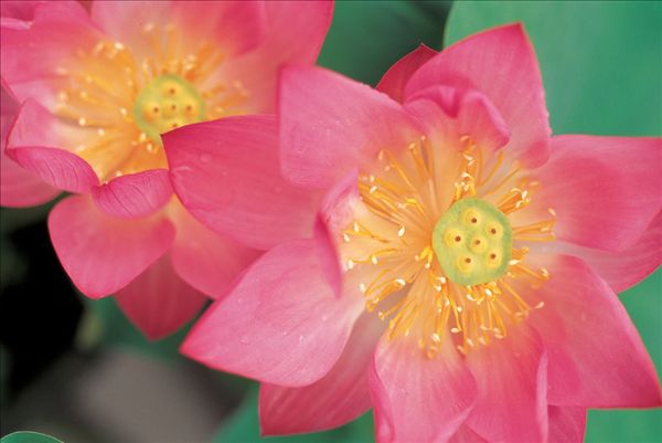 天然草本洗發(fā)露真的安全無毒嗎 天然草本洗發(fā)露真的安全無毒嗎