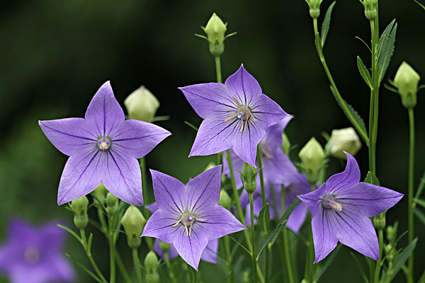 天然草本洗發(fā)露真的安全無毒嗎 天然草本洗發(fā)露真的安全無毒嗎