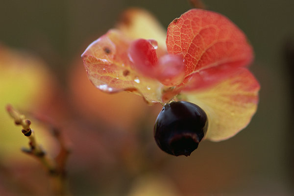 1450940715155531.jpg hokkaido50016562.jpg