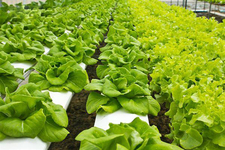 無菌LED人工光照種植蔬菜興起營養(yǎng)夠嗎? 無菌LED人工光照種植蔬菜興起營養(yǎng)夠嗎?