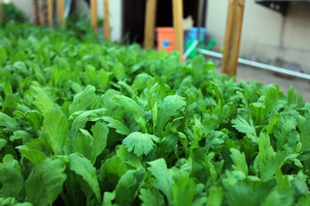 吃火鍋時搭配茼蒿 輕松預(yù)防臉部水腫