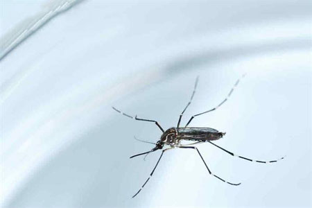 茲卡病毒是什么?最新病毒要預(yù)防 茲卡病毒是什么?最新病毒要預(yù)防