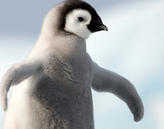 寶寶睡前故事:小企鵝也有夢(mèng)想.png 寶寶睡前故事:小企鵝也有夢(mèng)想.png