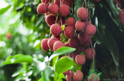 孕婦吃荔枝好嗎有什么好處.png 孕婦吃荔枝好嗎有什么好處.png