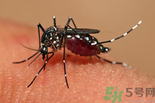 什么是塞卡病毒?如何傳染的?怎么預(yù)防最有效? 什么是塞卡病毒?如何傳染的?怎么預(yù)防最有效?