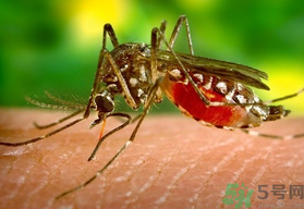 茲卡病毒影響寶寶腦部發(fā)育嗎?會造成智力低下嗎.png 茲卡病毒影響寶寶腦部發(fā)育嗎?會造成智力低下嗎.png