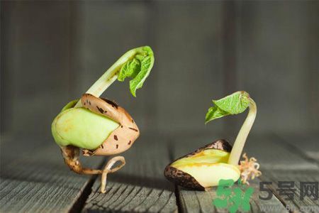 春季養(yǎng)肝吃什么好?多吃發(fā)芽蔬菜身體好 春季養(yǎng)肝吃什么好?多吃發(fā)芽蔬菜身體好