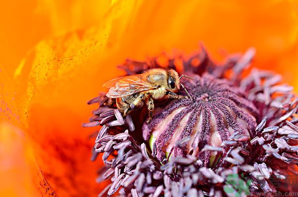 西紅花可以泡水喝嗎 西紅花能長期泡水喝嗎 西紅花可以泡水喝嗎 西紅花能長期泡水喝嗎