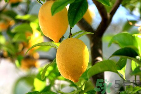 三種水果吃前要做好處理對(duì) 不然就白吃了 三種水果吃前要做好處理對(duì) 不然就白吃了