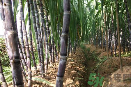 123名越南人越境到中國砍甘蔗被抓 123名越南人越境到中國砍甘蔗被抓