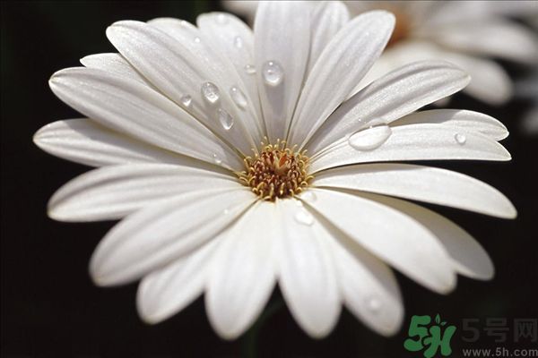 春天花粉過敏怎么辦 春天花粉過敏怎么預(yù)防