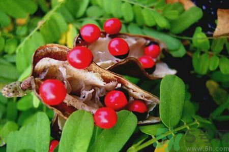 雞母珠中毒有得救嗎?雞母珠劇毒的急救方法 雞母珠中毒有得救嗎?雞母珠劇毒的急救方法