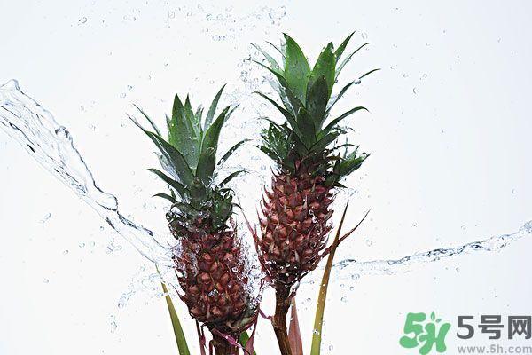 菠蘿和螃蟹能一起吃嗎？菠蘿能與螃蟹同吃嗎？