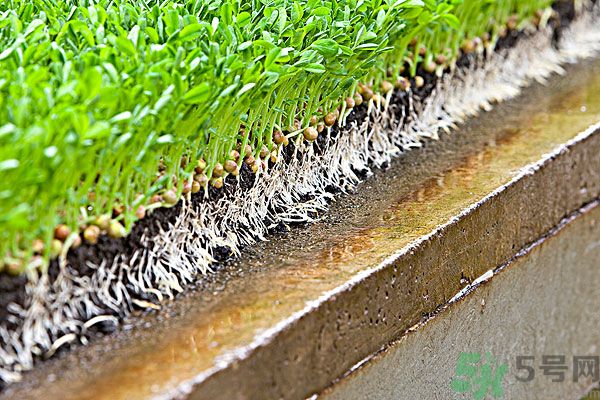 孕婦可以吃豆芽菜嗎？孕婦吃豆芽對胎兒有好處嗎？