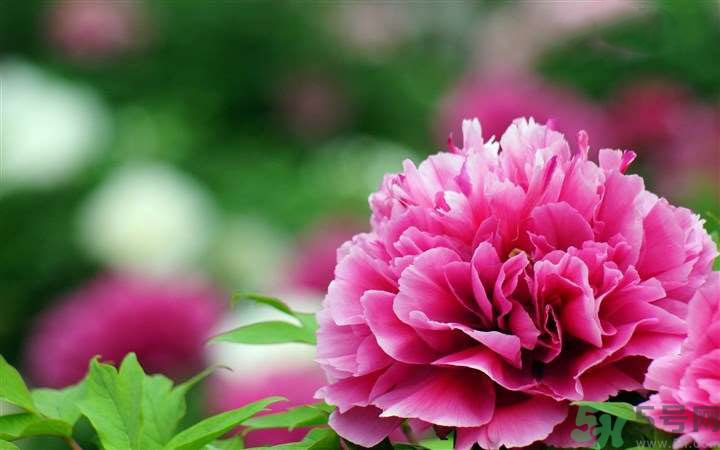 懷孕了能養(yǎng)花嗎？養(yǎng)什么花對胎兒好？