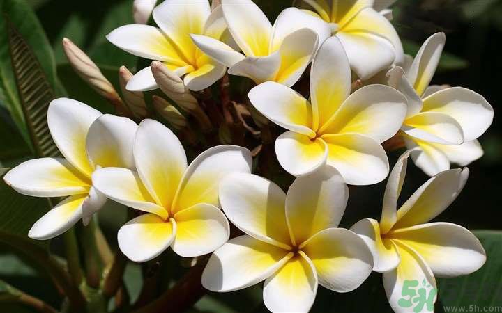 懷孕了能養(yǎng)花嗎？養(yǎng)什么花對胎兒好？