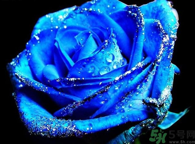 懷孕了能養(yǎng)花嗎？養(yǎng)什么花對胎兒好？