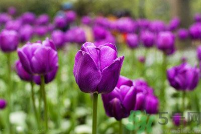 懷孕了能養(yǎng)花嗎？養(yǎng)什么花對胎兒好？