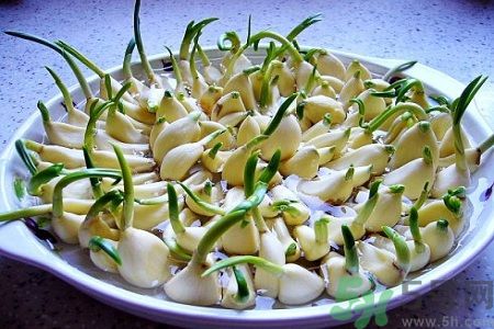 吃大蒜能降血壓嗎？大蒜發(fā)芽了還能吃嗎？