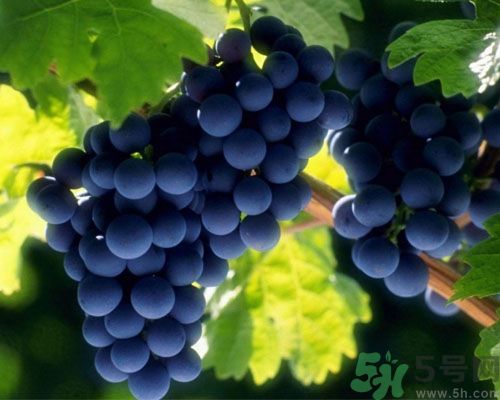 女生宮寒可以吃葡萄嗎？宮寒怎樣調(diào)理？