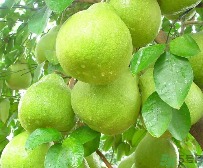 春季吃什么養(yǎng)生？春季怎樣養(yǎng)生？