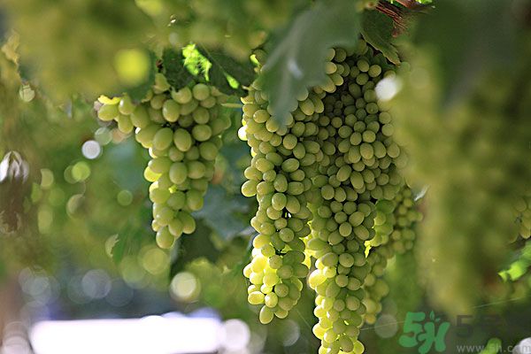 吃葡萄對(duì)皮膚好嗎？吃葡萄可以延緩衰老嗎？