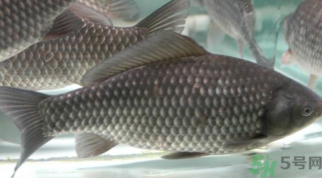 吃魚(yú)真的能變聰明嗎？喝魚(yú)湯有什么好處？