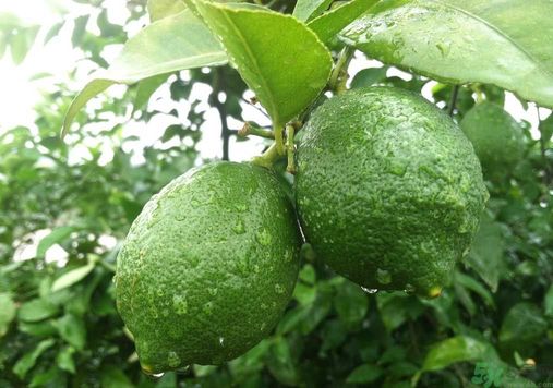 吃什么會發(fā)胖？吃什么會減肥？