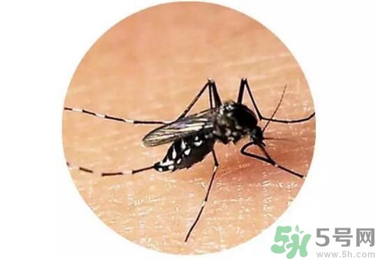 黃熱病是什么？黃熱病是什么癥狀？