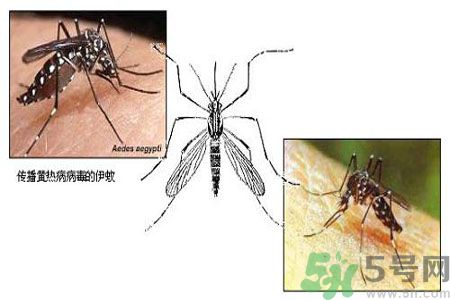 黃熱病可以吃水果嗎？怎么預防黃熱病癥狀？