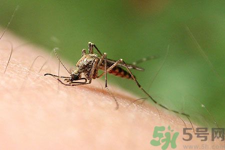 黃熱病可以吃水果嗎？怎么預防黃熱病癥狀？