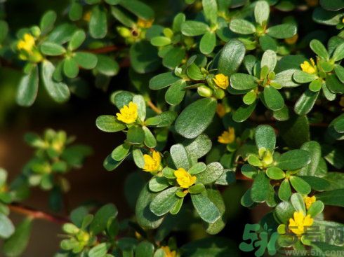 春天吃什么蔬菜好？春天吃蔬菜對身體有什么好？