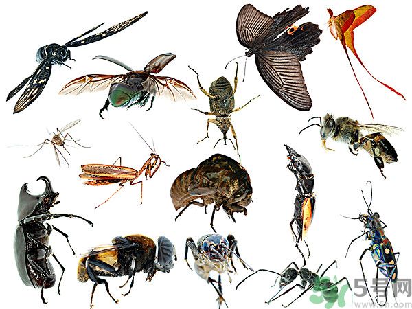 打黃熱病疫苗注意事項(xiàng)？防蚊蟲叮咬的最好方法