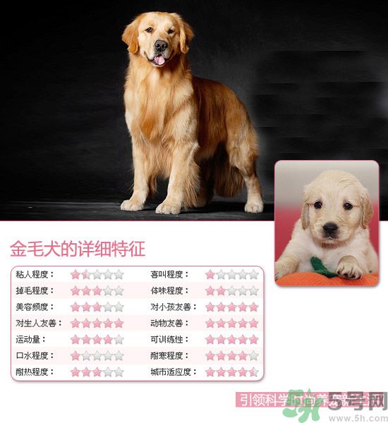 熱門寵物排名你知道嗎？寵物明星有哪些？