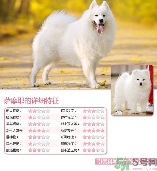 熱門寵物排名你知道嗎？寵物明星有哪些？