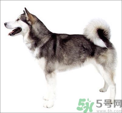 熱門寵物排名你知道嗎？寵物明星有哪些？