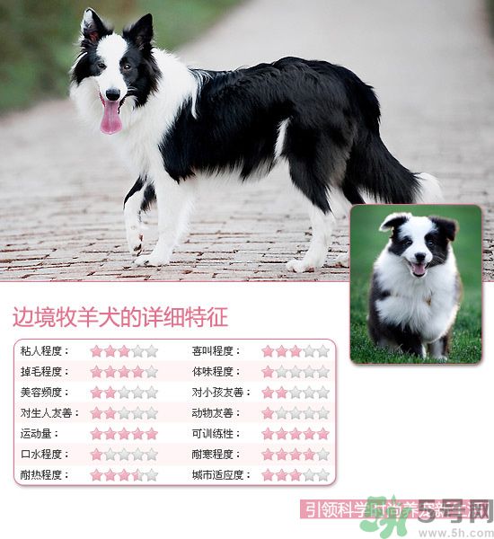 熱門寵物排名你知道嗎？寵物明星有哪些？