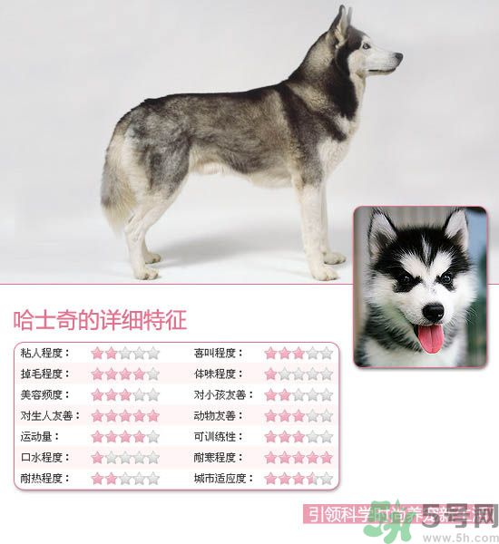 熱門寵物排名你知道嗎？寵物明星有哪些？