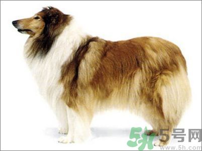 熱門寵物排名你知道嗎？寵物明星有哪些？