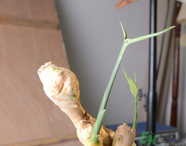 生姜發(fā)芽了能吃嗎？生姜發(fā)綠了能吃嗎？