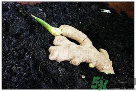 生姜發(fā)芽了能吃嗎？生姜發(fā)綠了能吃嗎？