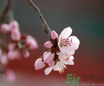 春分時(shí)養(yǎng)生要注意什么？春分要預(yù)防哪些疾??？