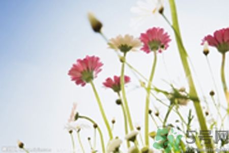 什么花可以凈化空氣？什么花可以減肥？