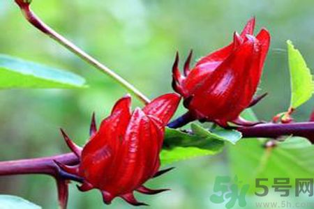 什么花可以凈化空氣？什么花可以減肥？