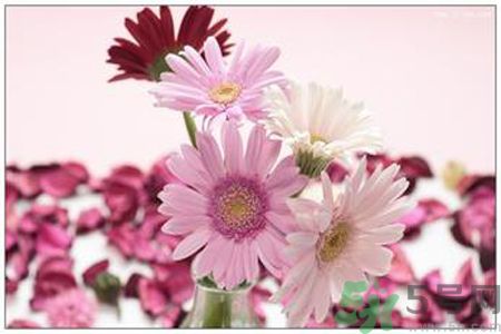 什么花可以凈化空氣？什么花可以減肥？