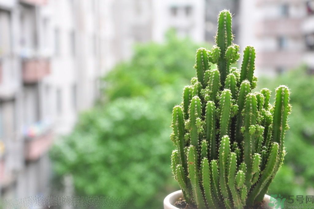 什么花可以凈化空氣？什么花可以減肥？