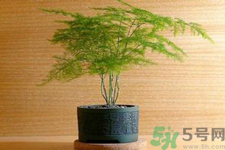 什么花可以凈化空氣？什么花可以減肥？