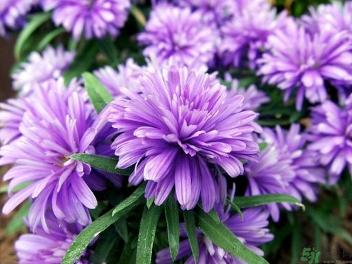 紫菀的功效和作用是什么？紫菀的用法用量是多少？