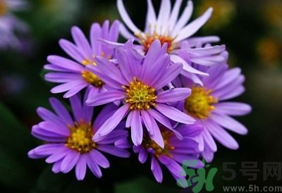 紫菀的功效和作用是什么？紫菀的用法用量是多少？