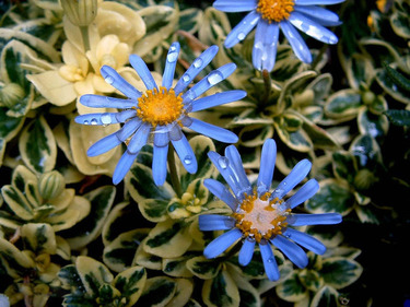 紫菀的功效和作用是什么？紫菀的用法用量是多少？